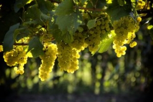 Wino – uprawa winogron